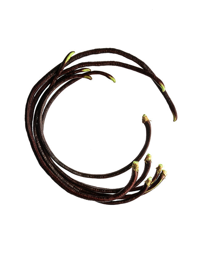 FROM THE EARTH (オーストラリア・シドニー)