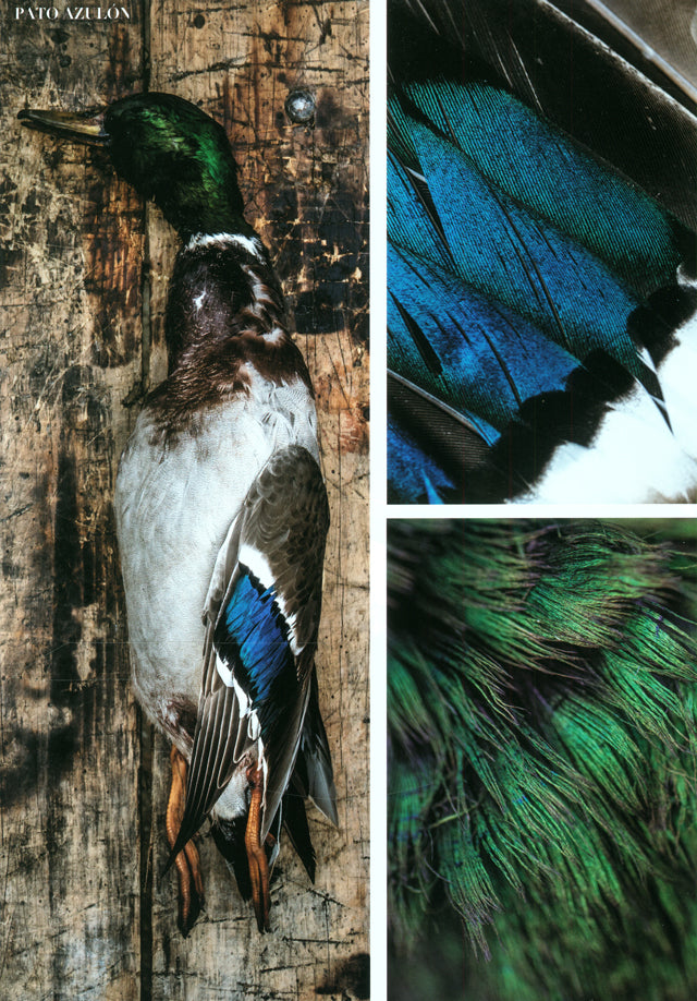 apicius n.30　スペイン語 英語 併記