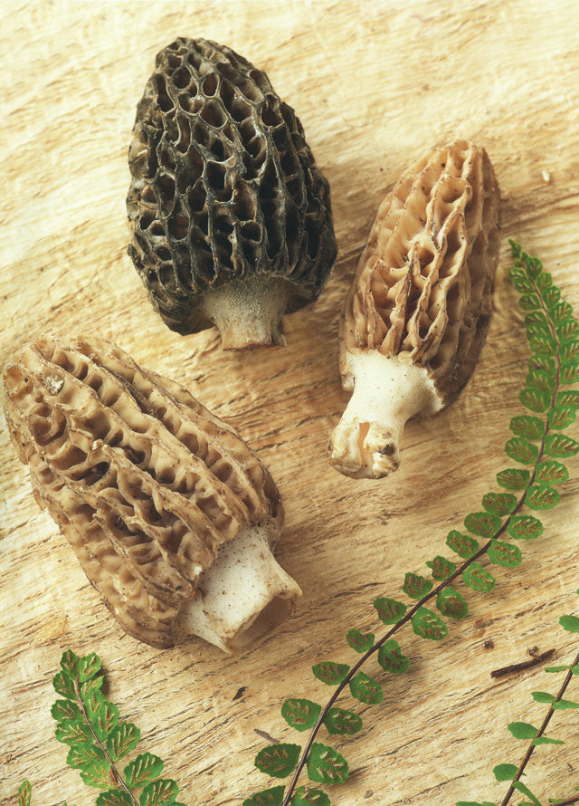 CHAMPIGNONS : Regis Marcon (フランス　サンボネ・ル・フロワ)