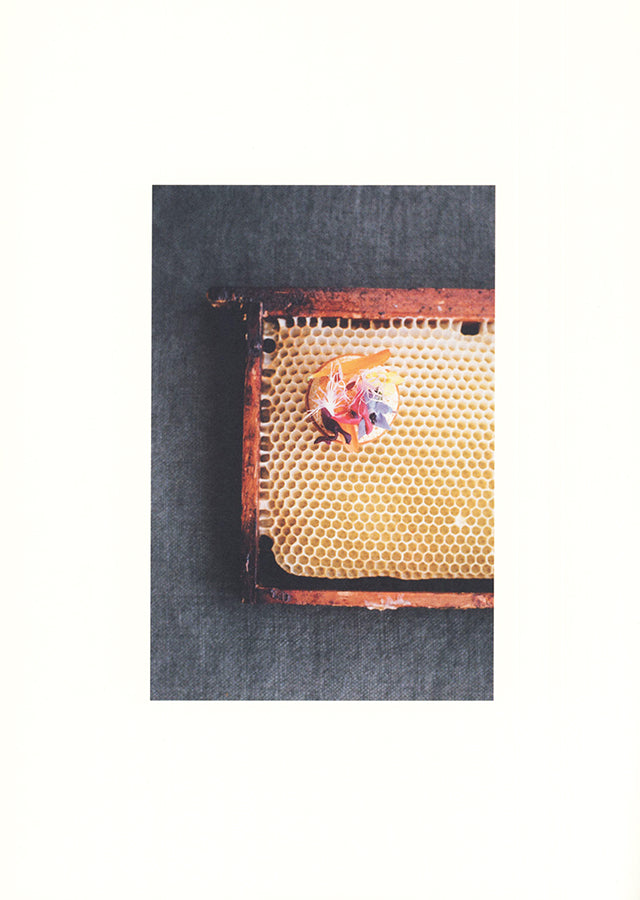 CORRESPONDANCES : Hugo Roellinger (フランス・ブルターニュ)