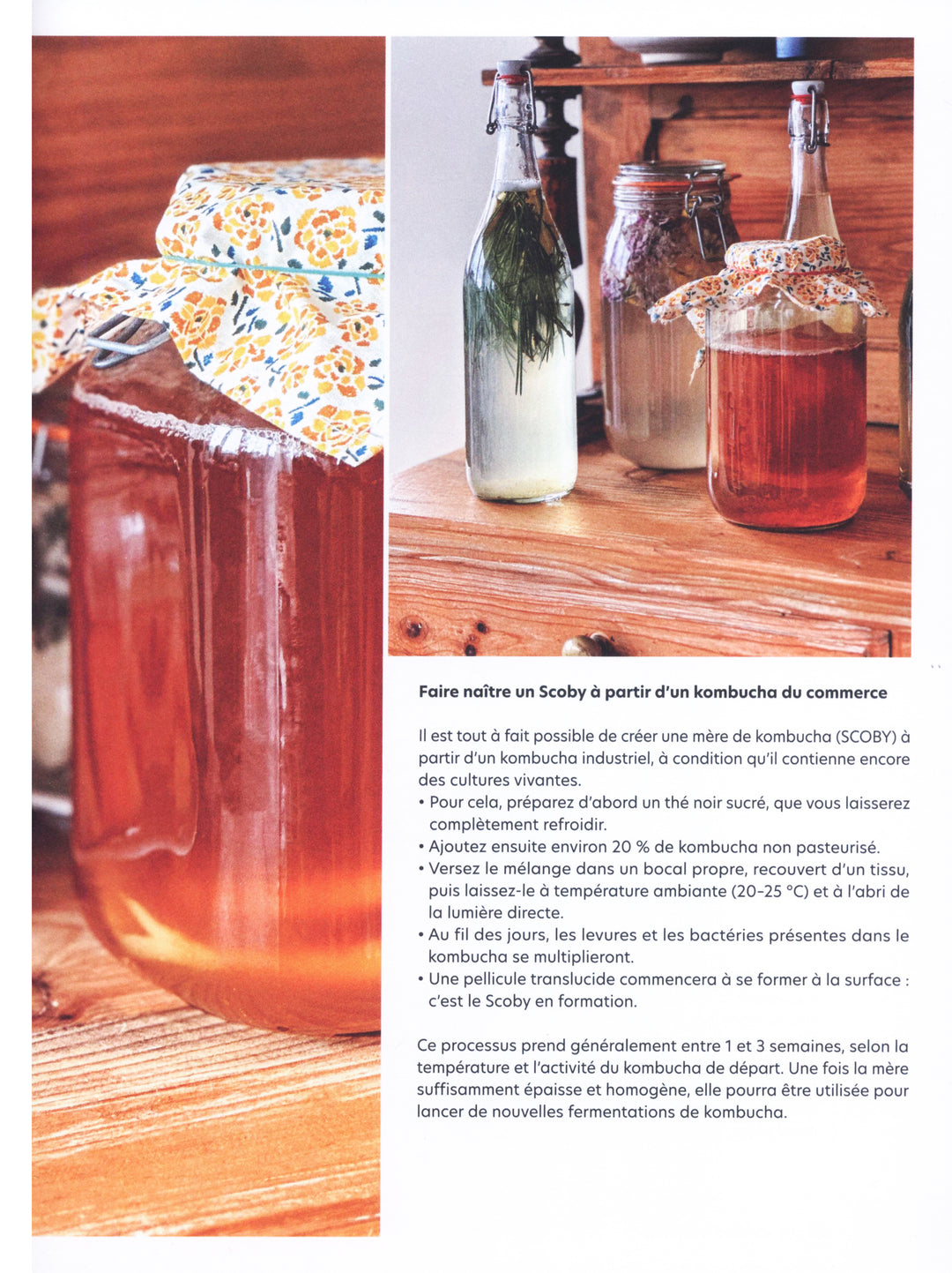 Fermentation a la maison : Salome Lenormand 傷みあり