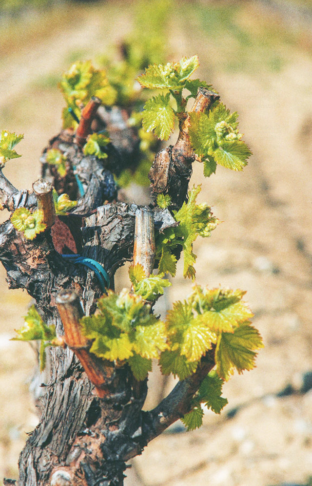 Gault Millau LE LIVRE DES CHAMPAGNES 2023 (フランス)