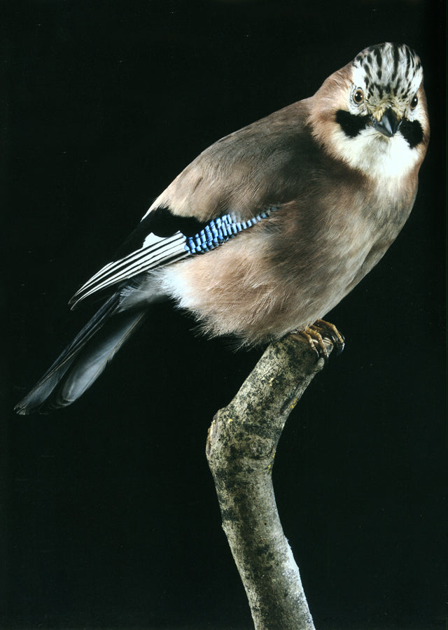 LA CUISINE DU GIBIER A PLUME D'EUROPE :Benoit Violier  (スイス・クリシエ)