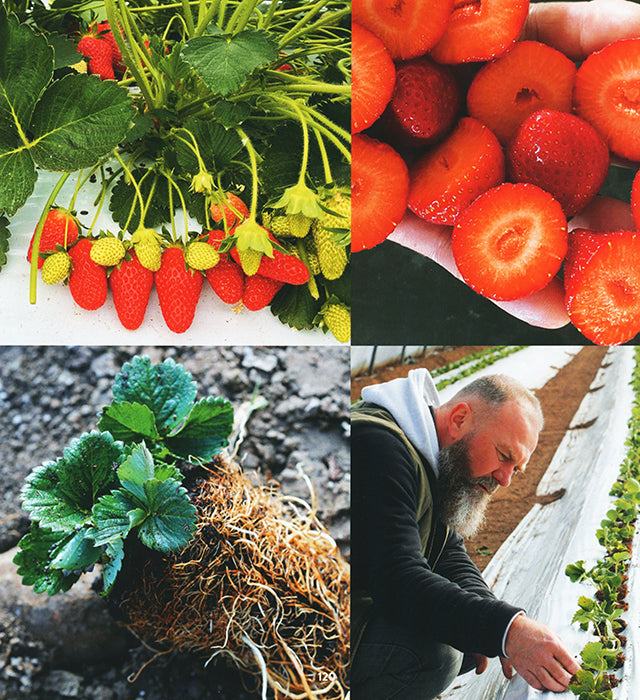 GUILLAUME GOMEZ Recettes gourmandes des fruits &amp; legumes de nos territoires (フランス)