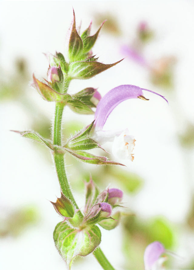 HERBES : Regis Marcon (フランス　サンボネ・ル・フロワ)