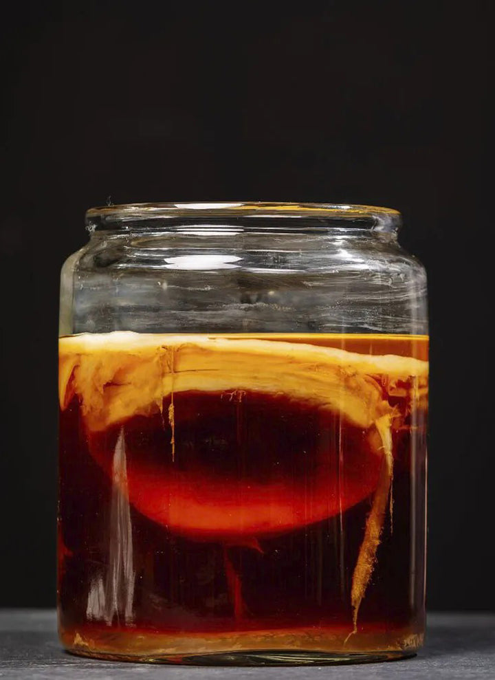 FERMENTOS : Basque Culinary Center