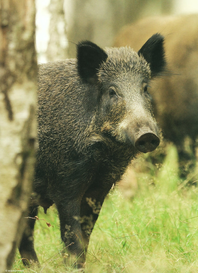 LA CUISINE DU GIBIER  Les bas morceaux (フランス)