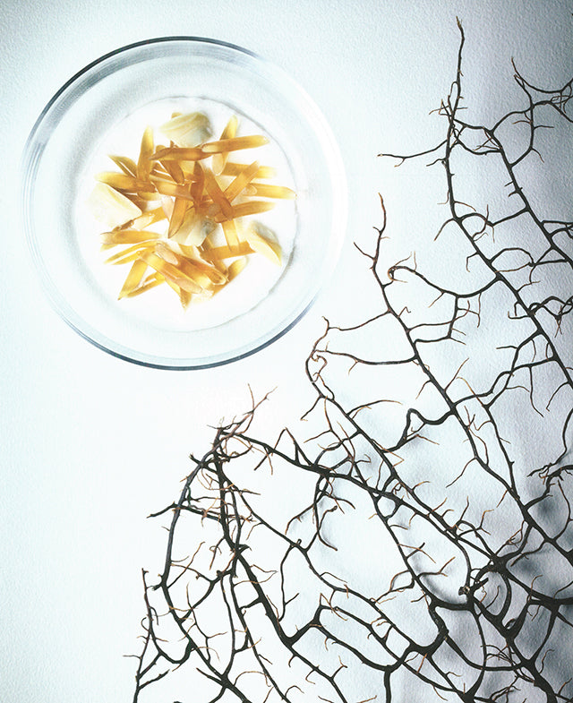 MOLECULAR 50 COURSE MEAL (カナダ)