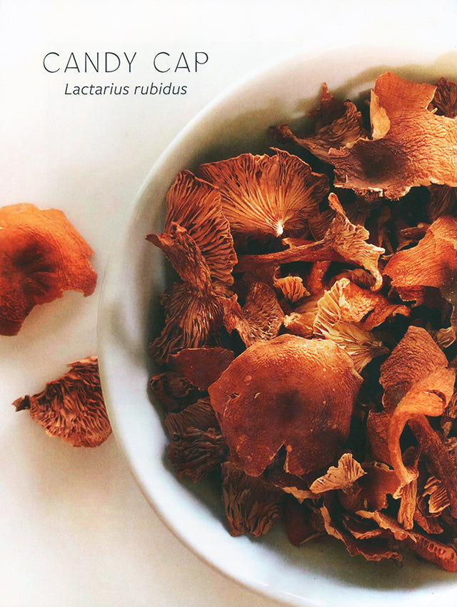 Mushroom Gastronomy : Krista Towns (アメリカ)