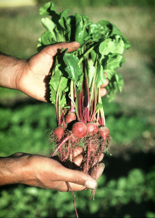 NATURALITE  (フランス・パリ)　絶版　中古