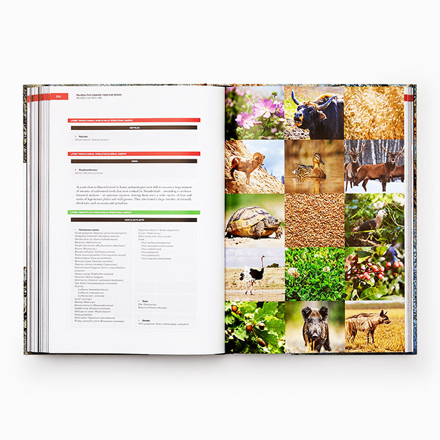 The Origins of Cooking (スペイン) 英語