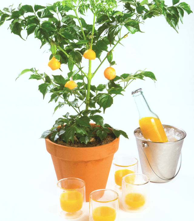 Pastry Revolution #PR4　絶版