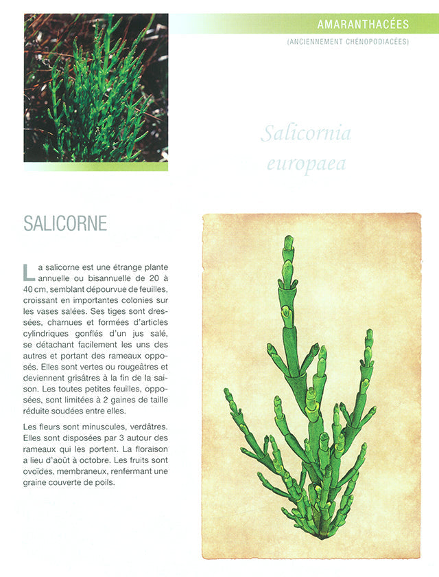 VERTIGES DES SAVEURS CARLO CRISCI（スイス）絶版
